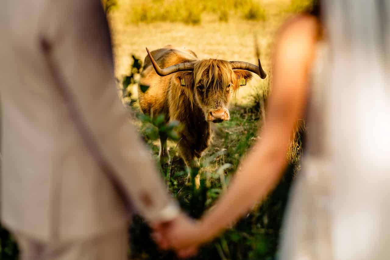 Op zoek naar een trouwfotograaf in Limburg die jouw bruiloft vastlegt met passie en oog voor detail?